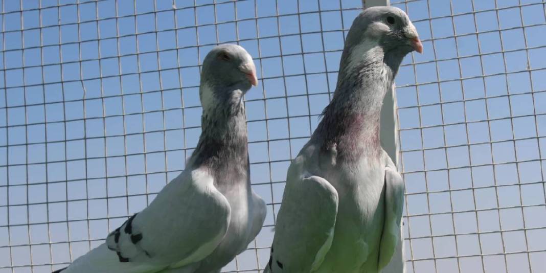 Memurluktan çocukluk hayaline geçiş yaptı! Bir tanesinin fiyatı 1 milyon lirayı buluyor 4